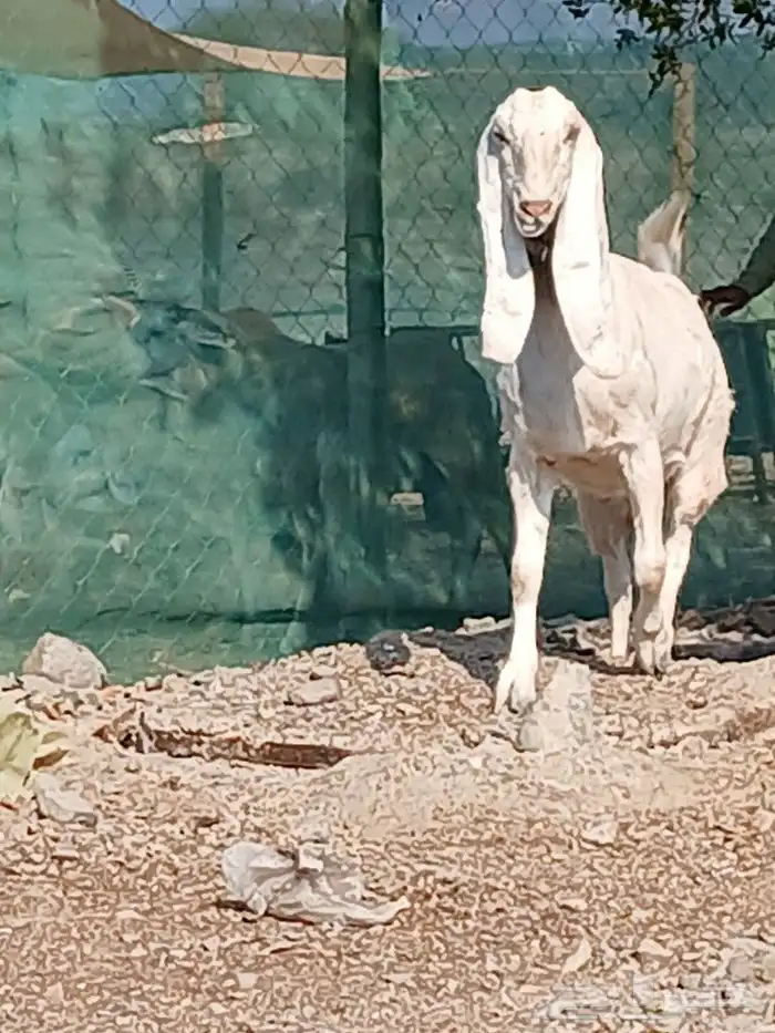 عنز صنف دافع 6