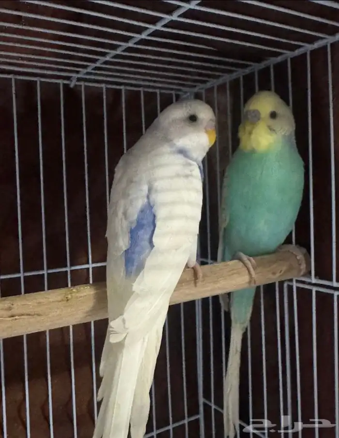 ببغاء وبادجي 4