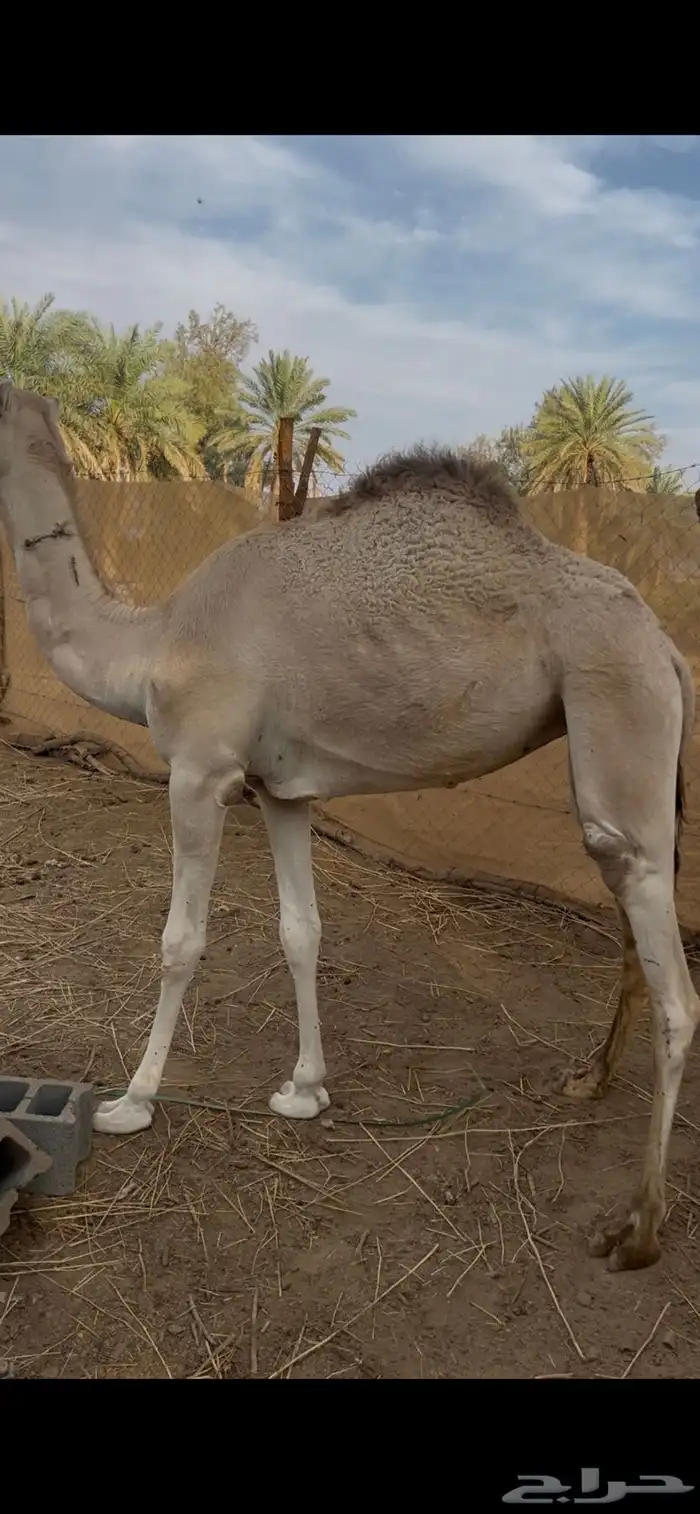 بكره للبيع 2