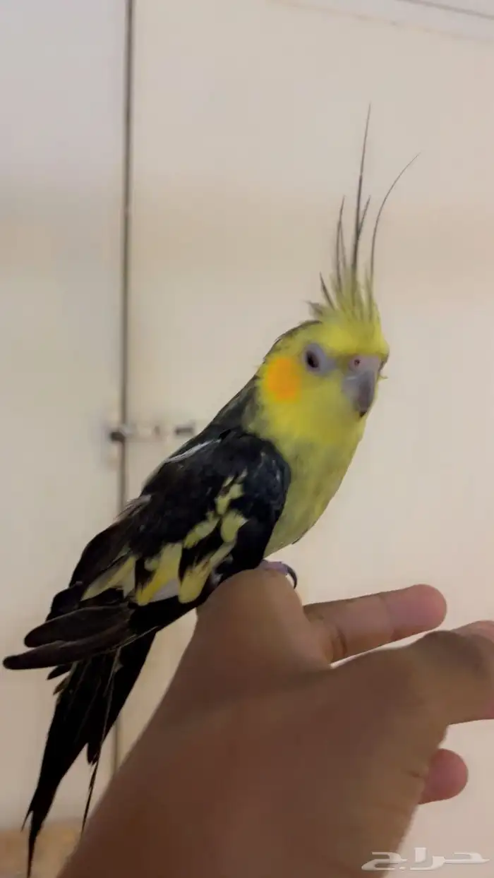 كروان للبيع 2