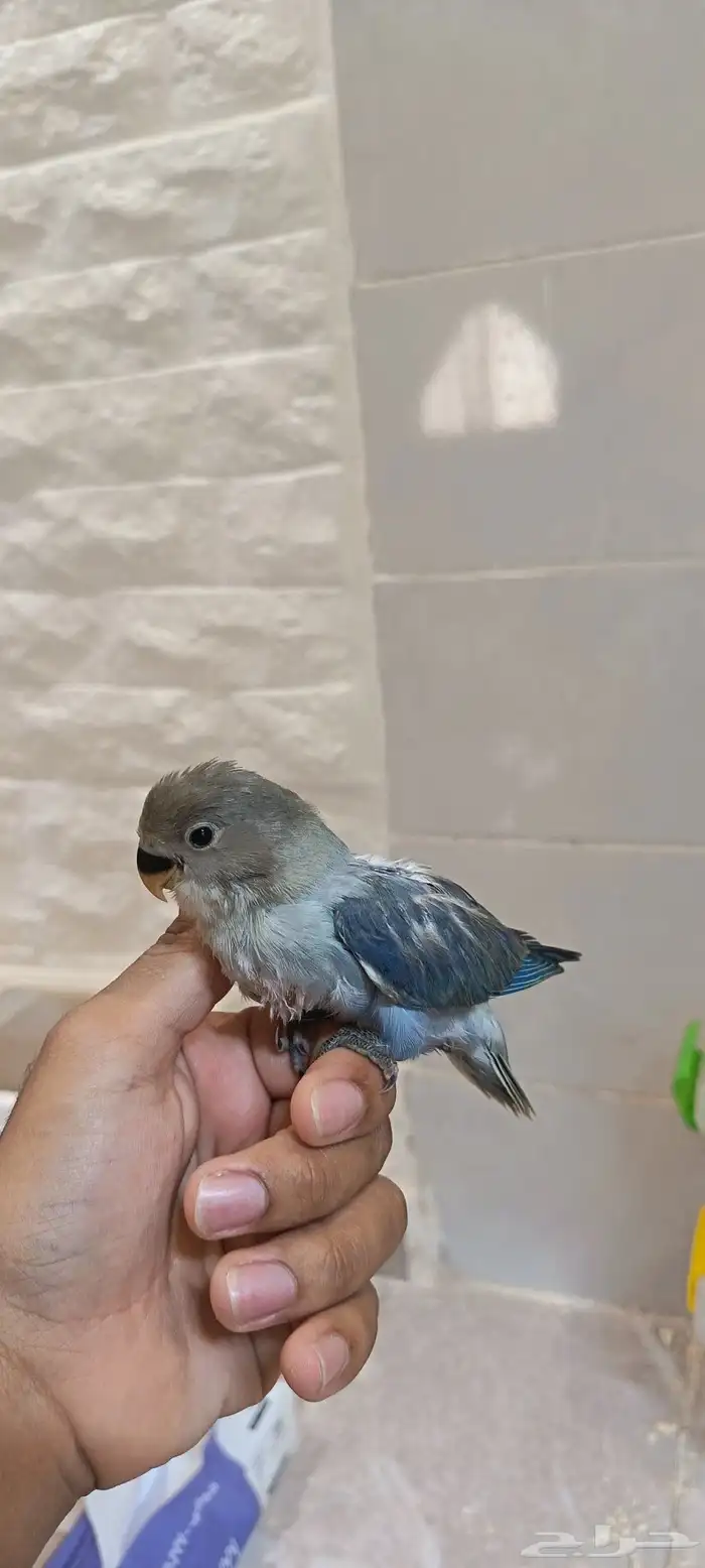 للبيع فروخ روز 1