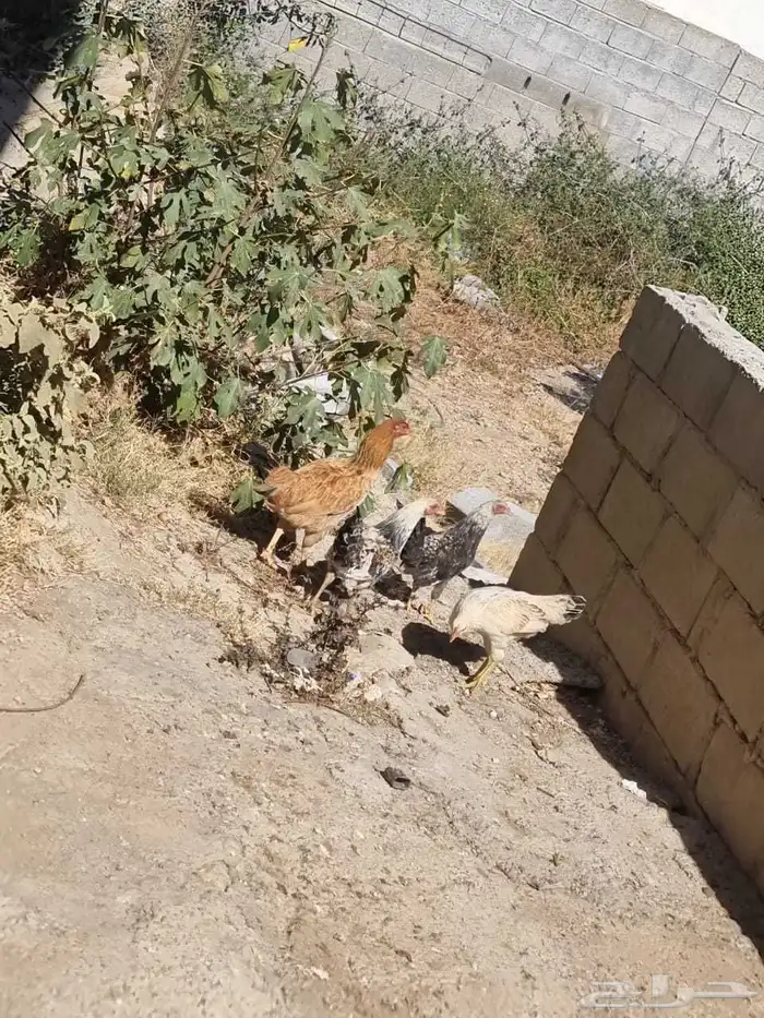 دجاج عربي 1