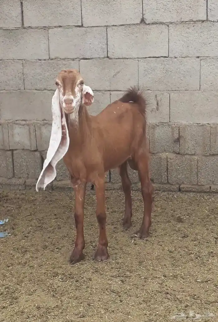 للبيع تيس هولندي 5