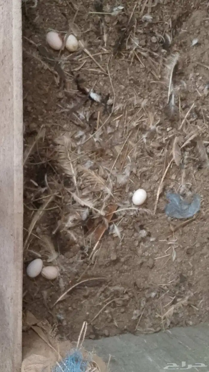 للبيع دجاج حساوي 2