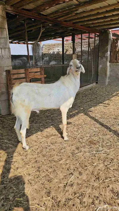 تيس هجين بيشي اجم index