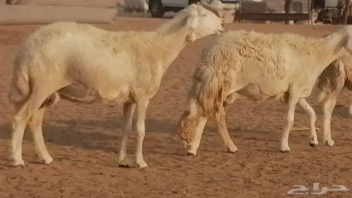 غنم حريات حرش دفيع مقربة ضان حرية دفع جروم 28 رأس 16