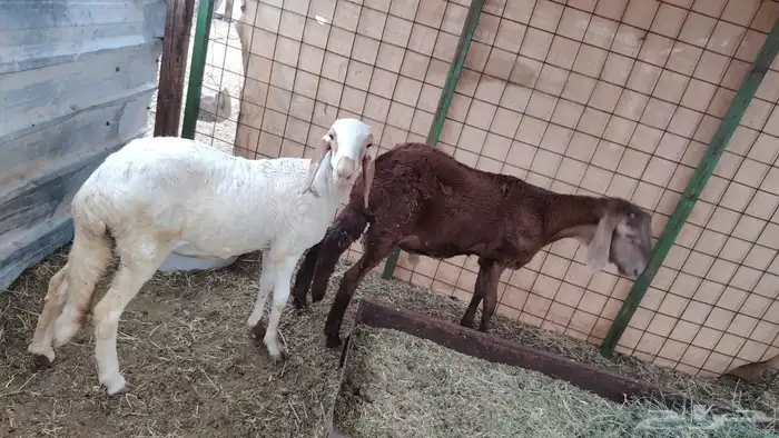 سواكن تيلاد 3