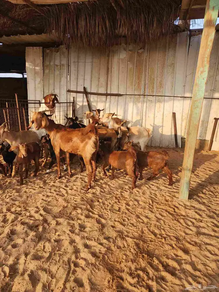 معزا جنوبية ولد 2