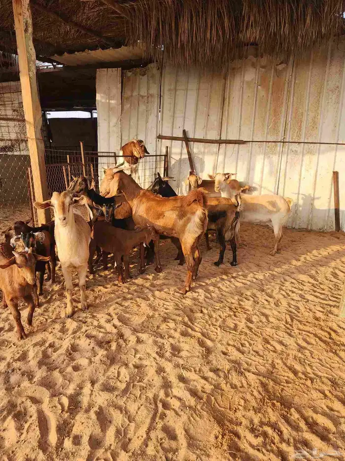 معزا جنوبية ولد 1