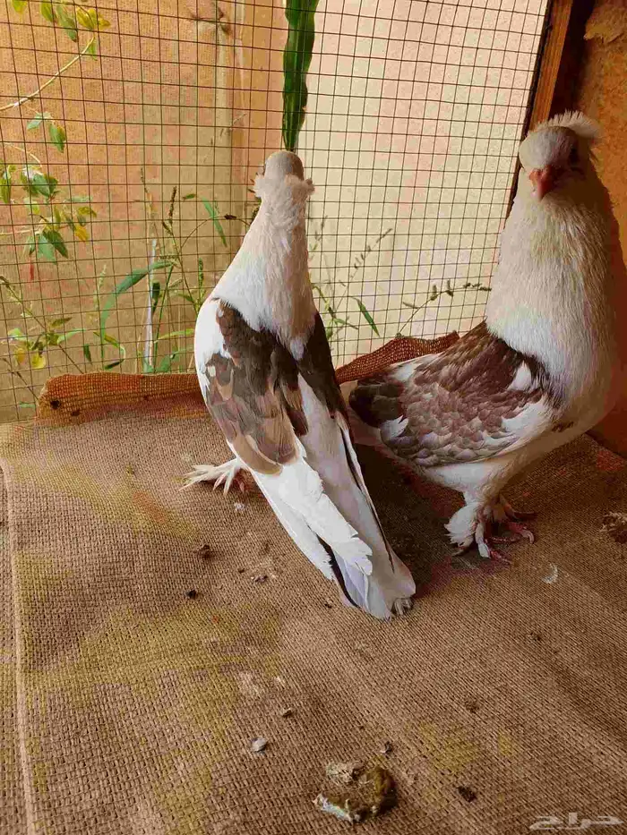 جوز حمام مع فروخة 6