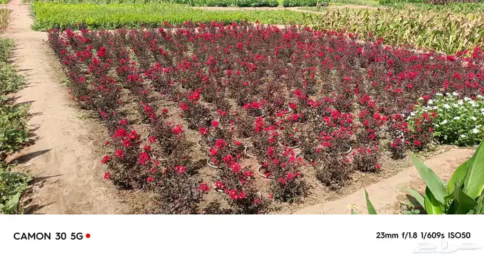 مؤسسة رواسينا للمشاتل الزراعية وتنسيق وصيانة الحدائق 24