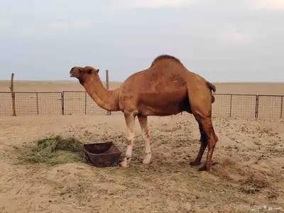 إبل سواحل index