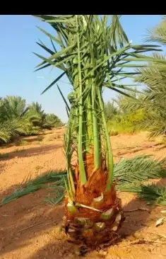 ابوعلي لتوريد النخيل 7