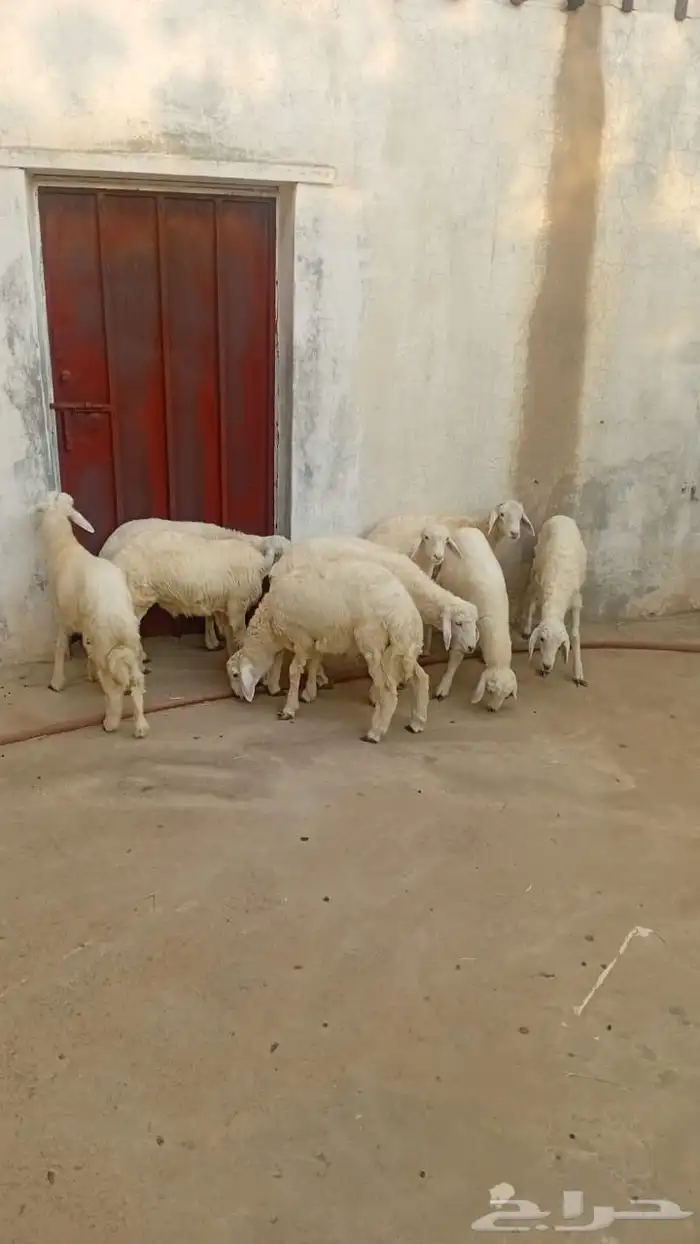 ضأن حري فاخرة 1