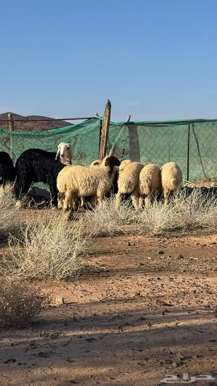 خرفان ورخال وتيس 2