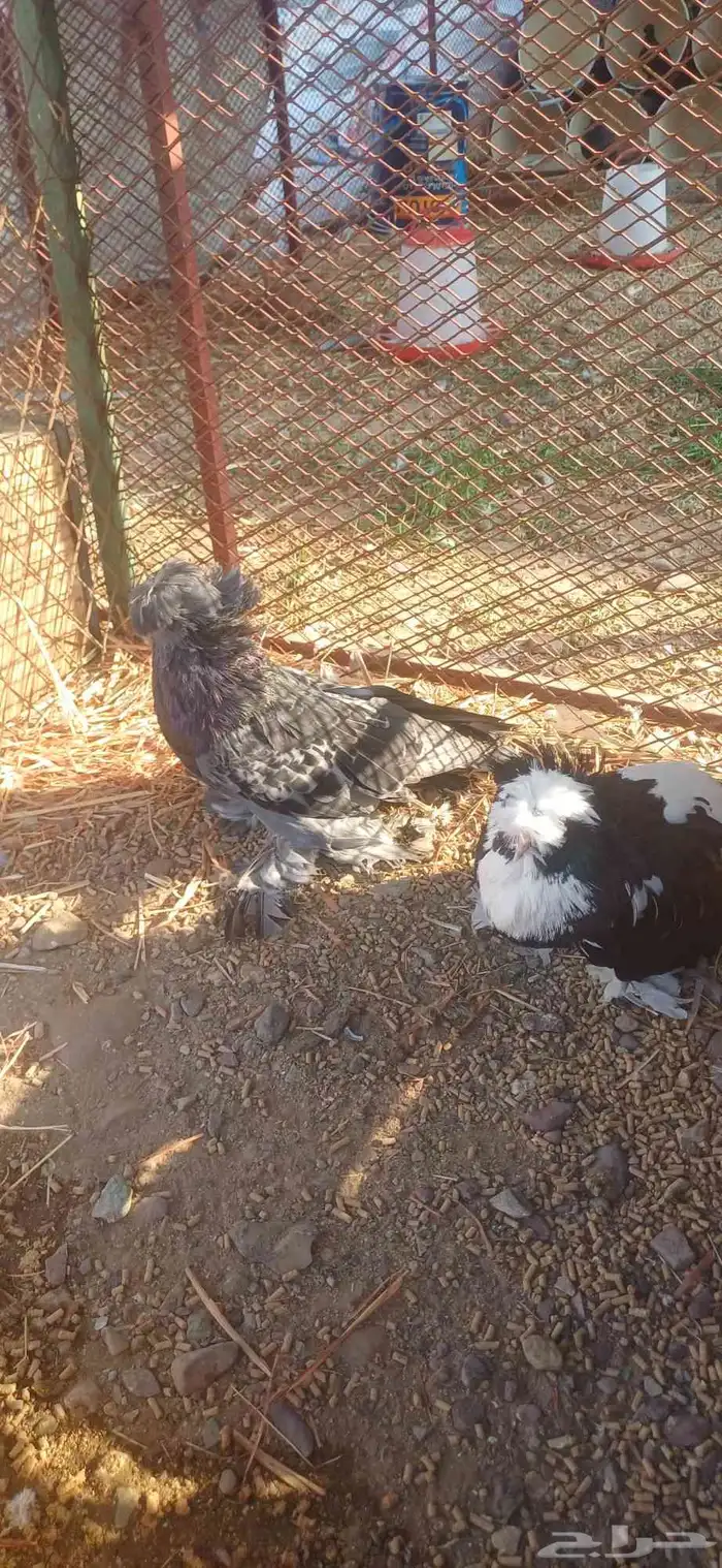 جواز بخاره 1