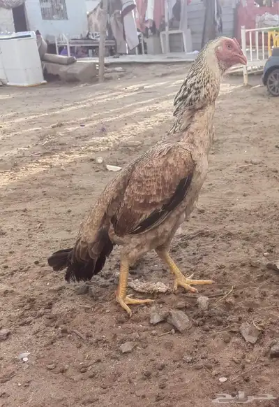 دجاجه مهجن بكستاني وفارسي index