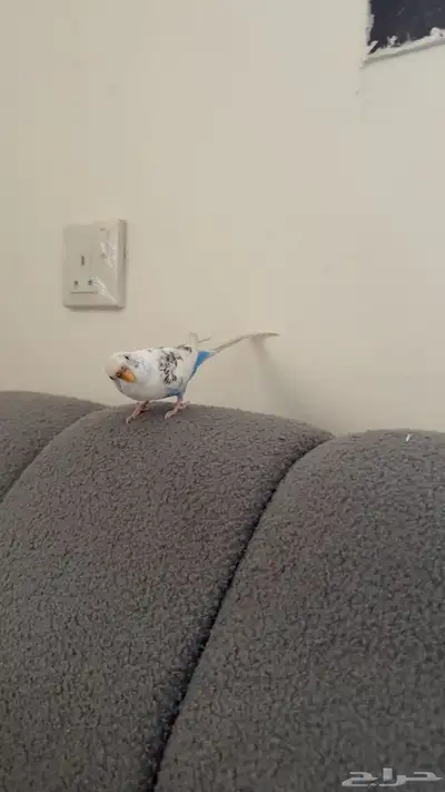 استقبل اي طير لتبيني index