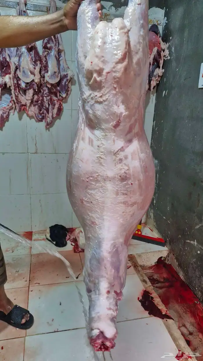 خرفان سواكني 6