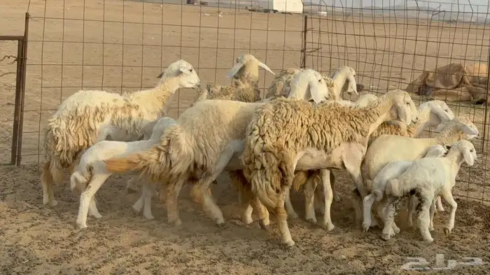 رخال خلفات 6