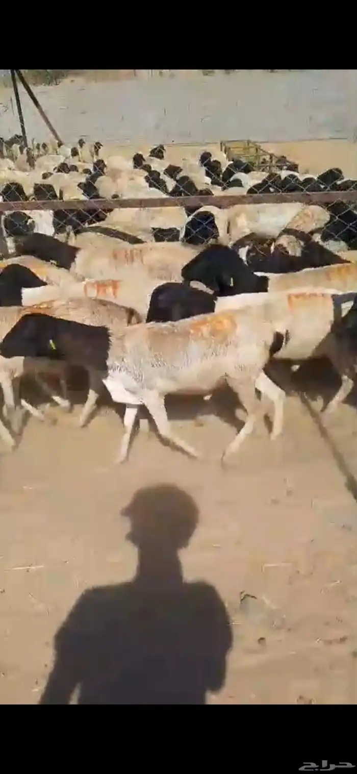 500 بربري صومالي 3