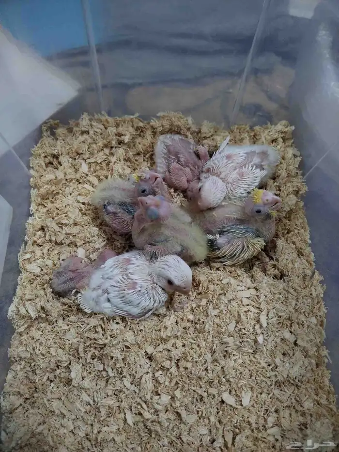 فروخ روز و كروان 1