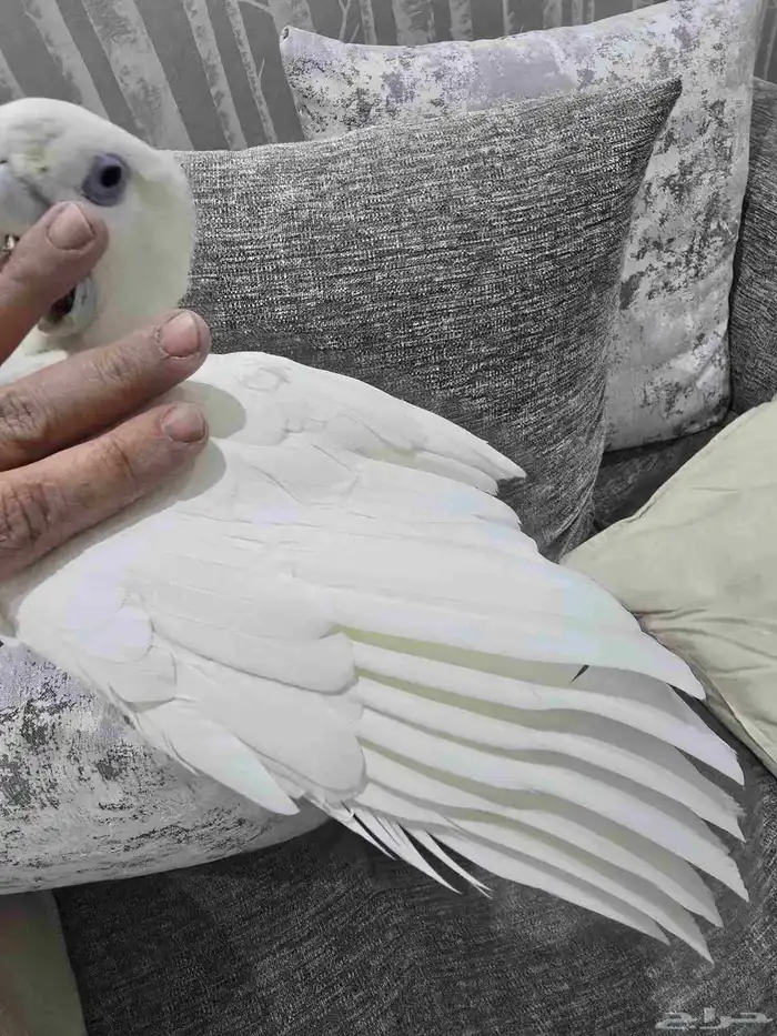 للبيع طير كوكاتو ديكروب الليف جدا وهدد متكلم 5