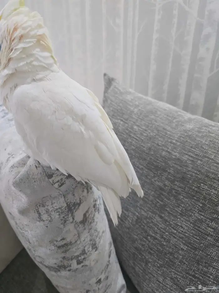 للبيع طير كوكاتو ديكروب الليف جدا وهدد متكلم 10