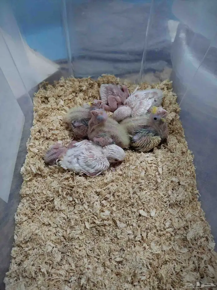 فروخ روز و كروان 3