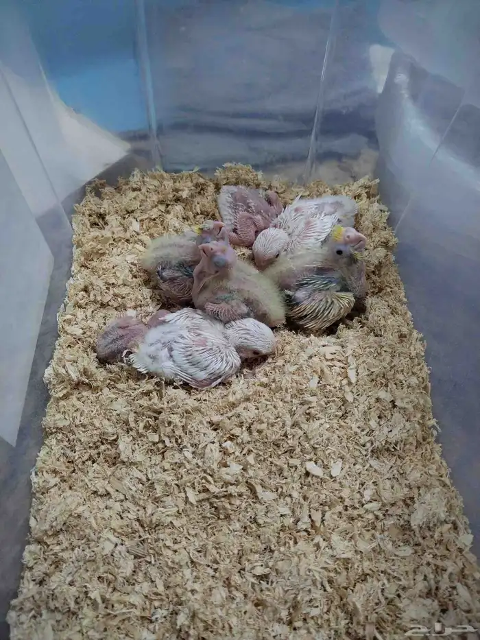 فروخ روز و كروان 2