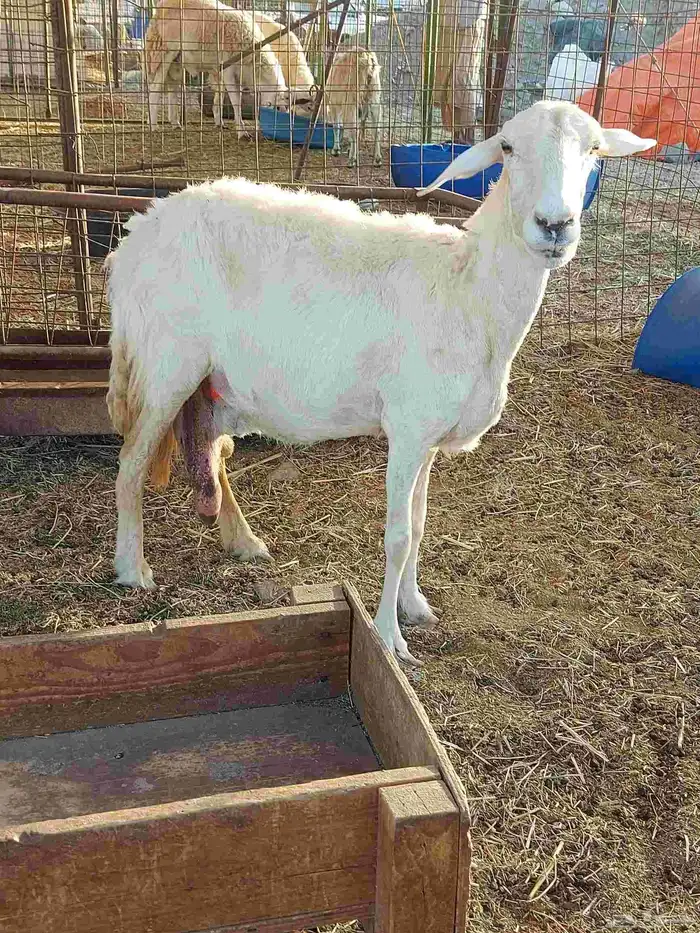 نعجه حريه مضرع وفيها حليب للبيع 3