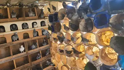 يوجد حمام زاجل ومهجن مع نجدي بينه جوز هندي index