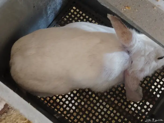 ارانب شانشيلا 1