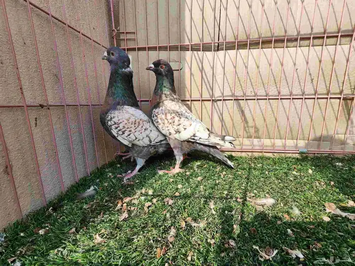 جوز زاجل فراشة 3