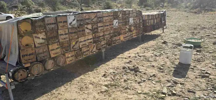 نحل بلدي للبيع 5