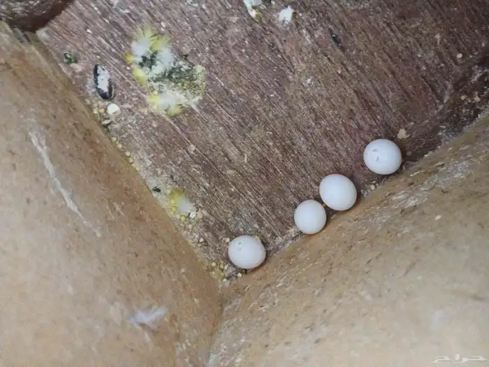 زوج باذجي طيور الحب 4