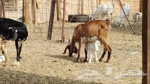 معزا ولد طيبه عددها 3 تحتها 3 3