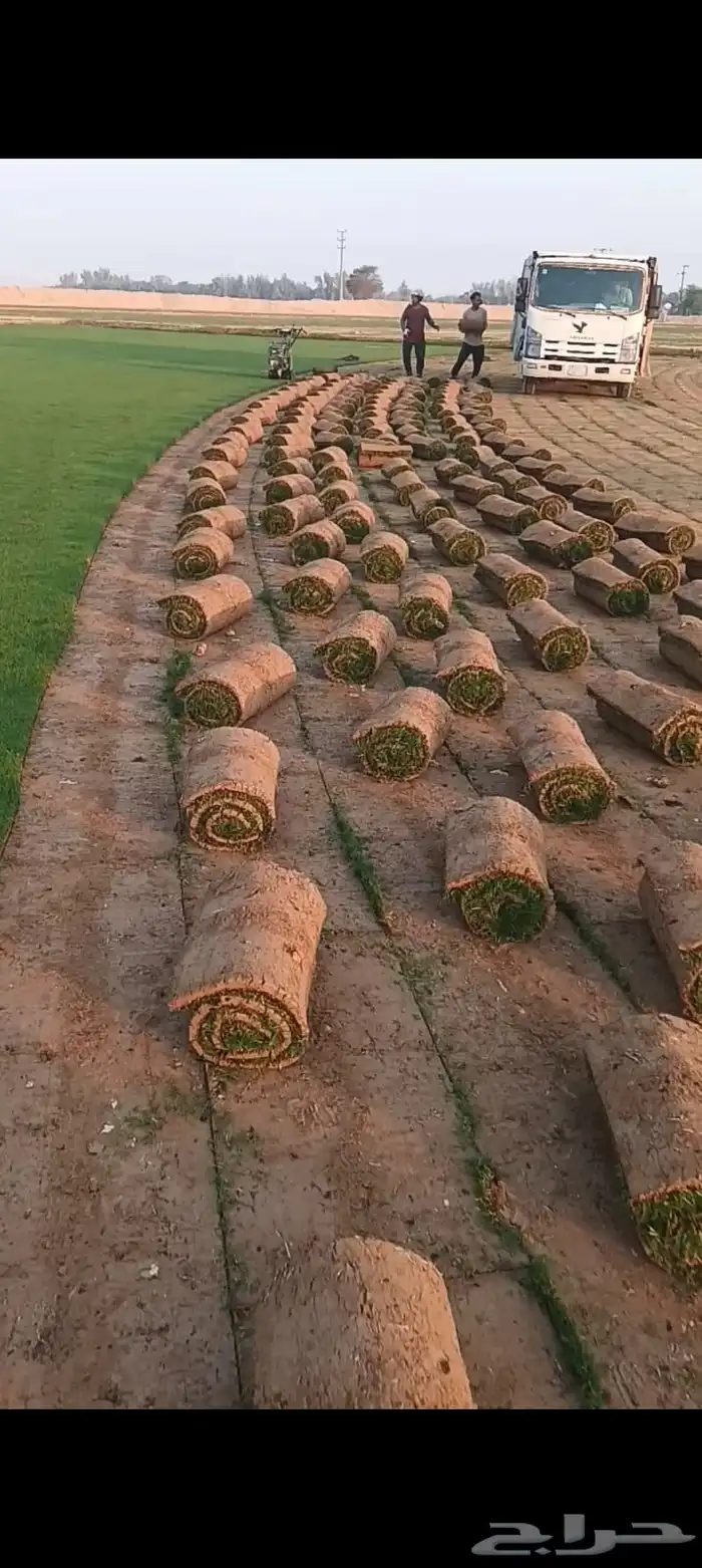 نجيل طبيعي س ل 2000 3