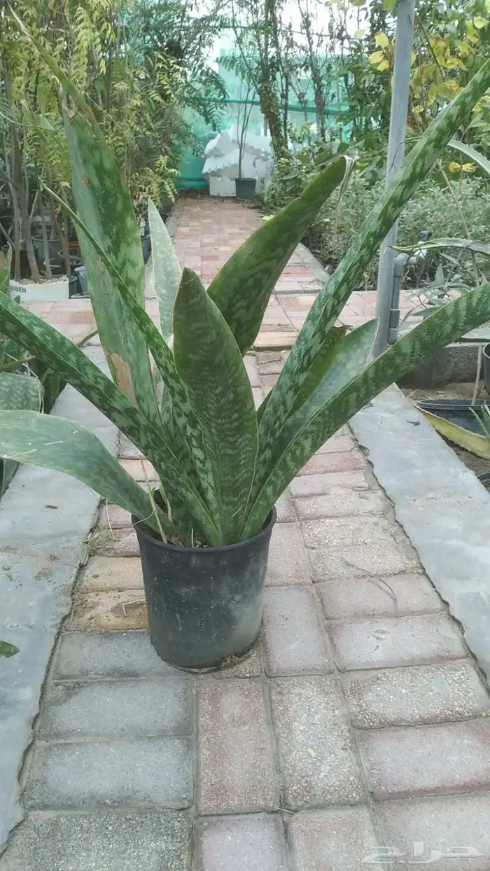 بيع جميع انواع النخل والشجر وردي وتنظيف النخيل والشجر وتنسيق 3