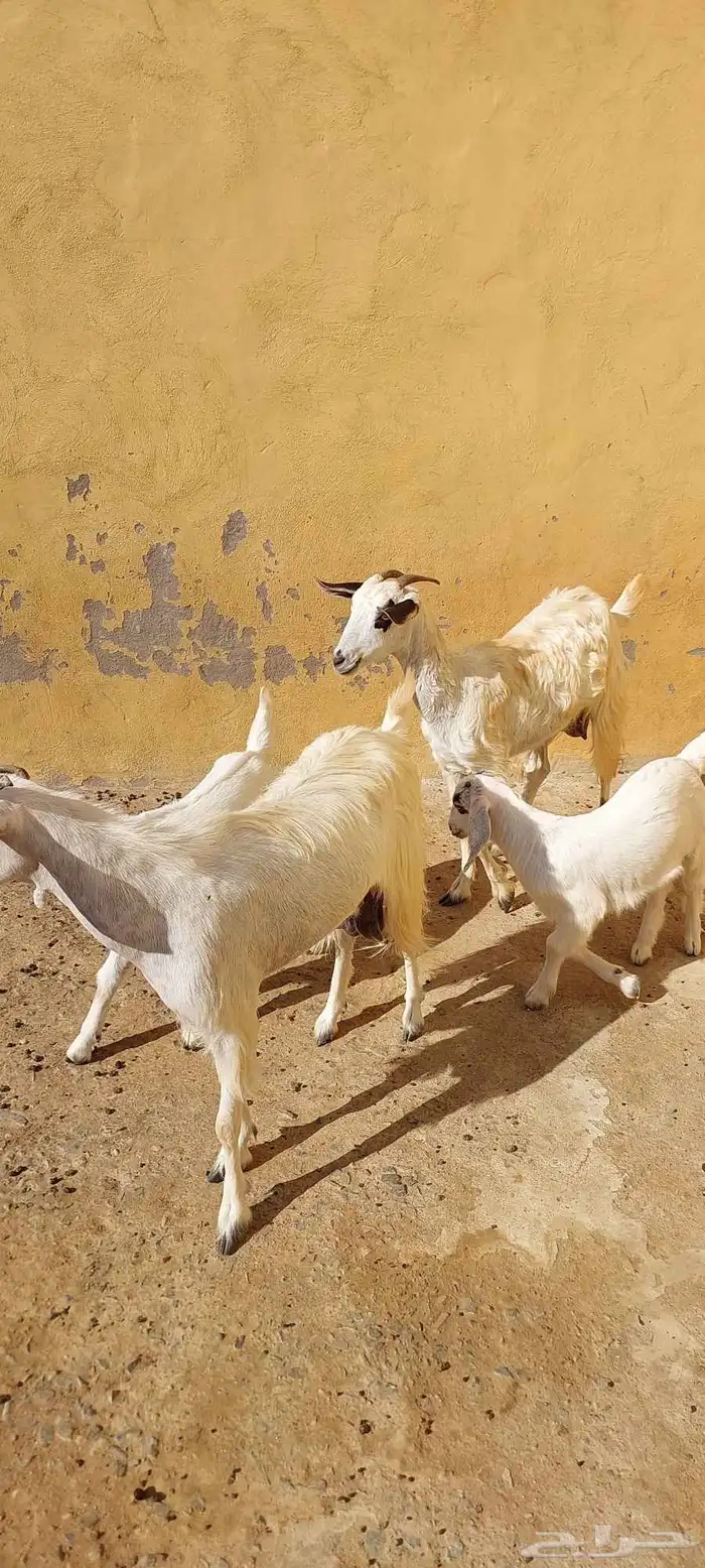 معزتين بيشيات تحتهم اثنين 7