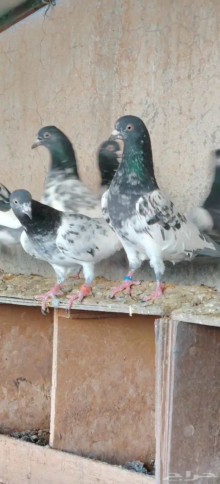 حمام باكستاني 3