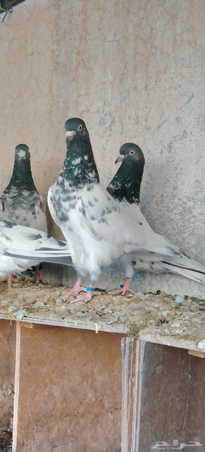 حمام باكستاني 9