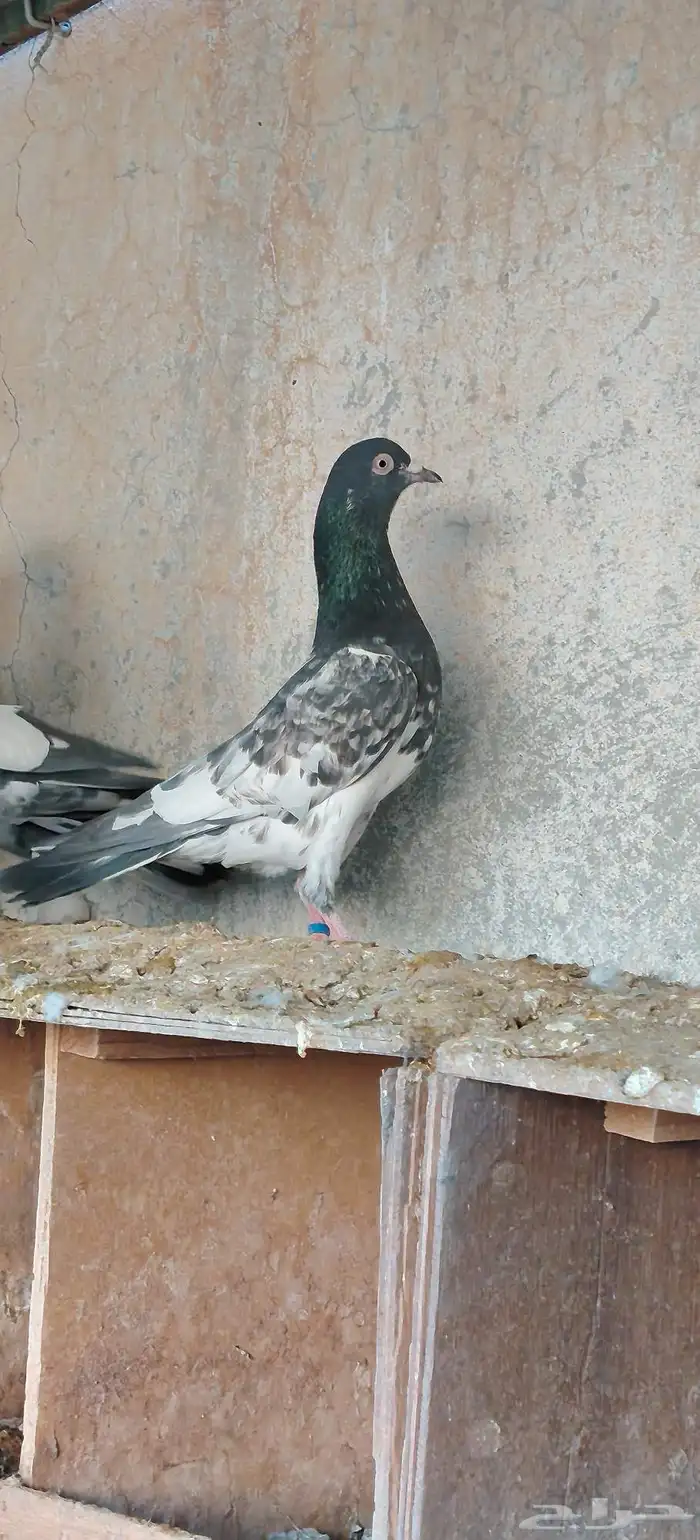 حمام باكستاني 8