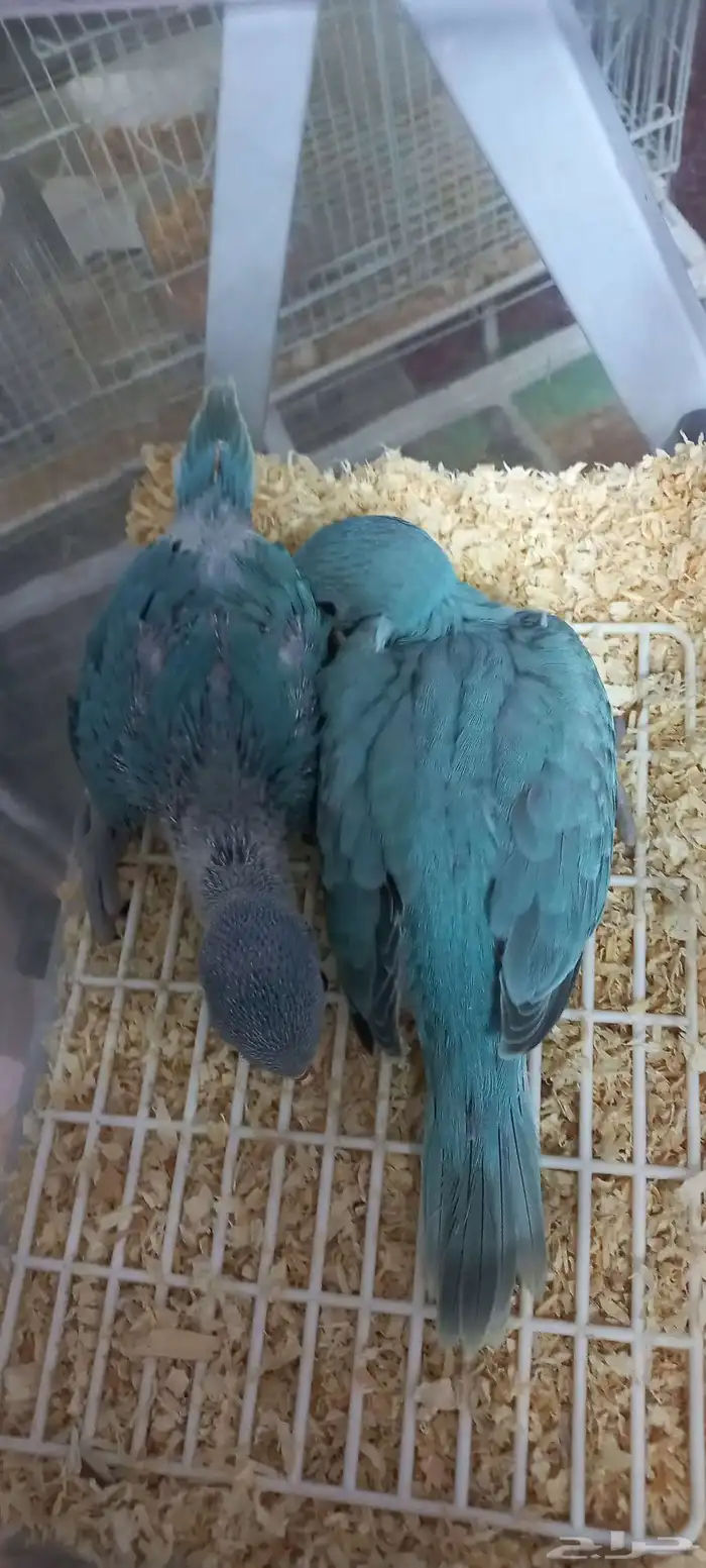 Dutch Blue Indian Ringneck Parrot Chicks 3
