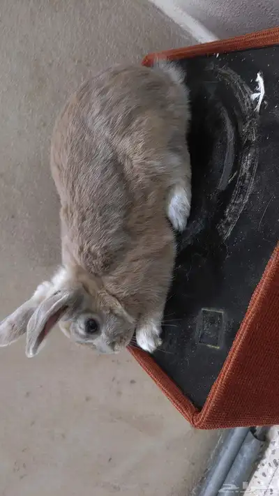 ارانب فلاندر index