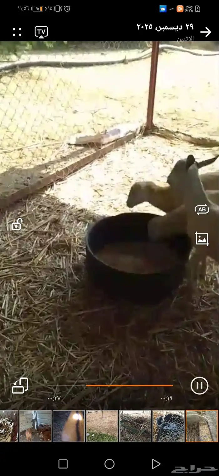 للبيغ خرفان 5