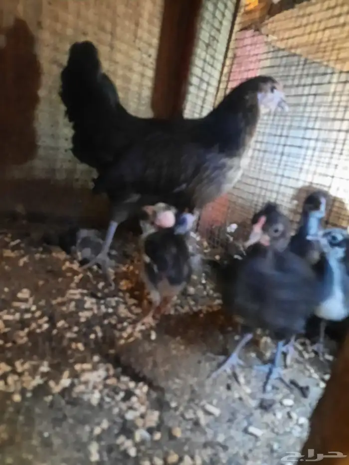 دجاج فينكس 1