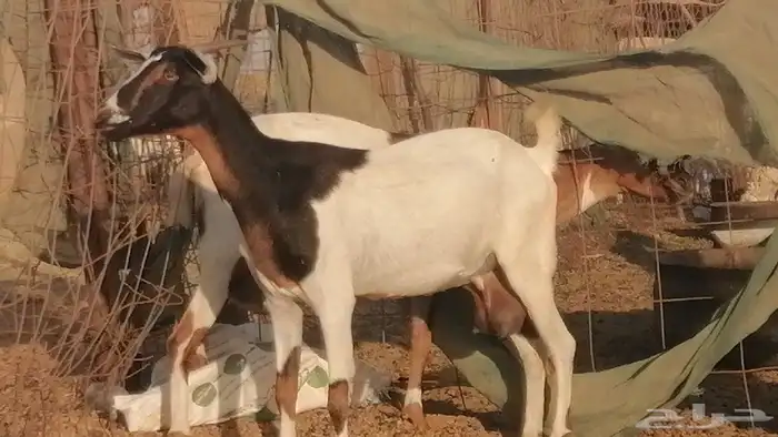 ماعز بيشيات حليب معزا بيشية زينة عددها 2 رأس 14