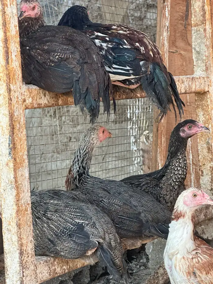 دجاج باكستاني   سندي - أصيل 9