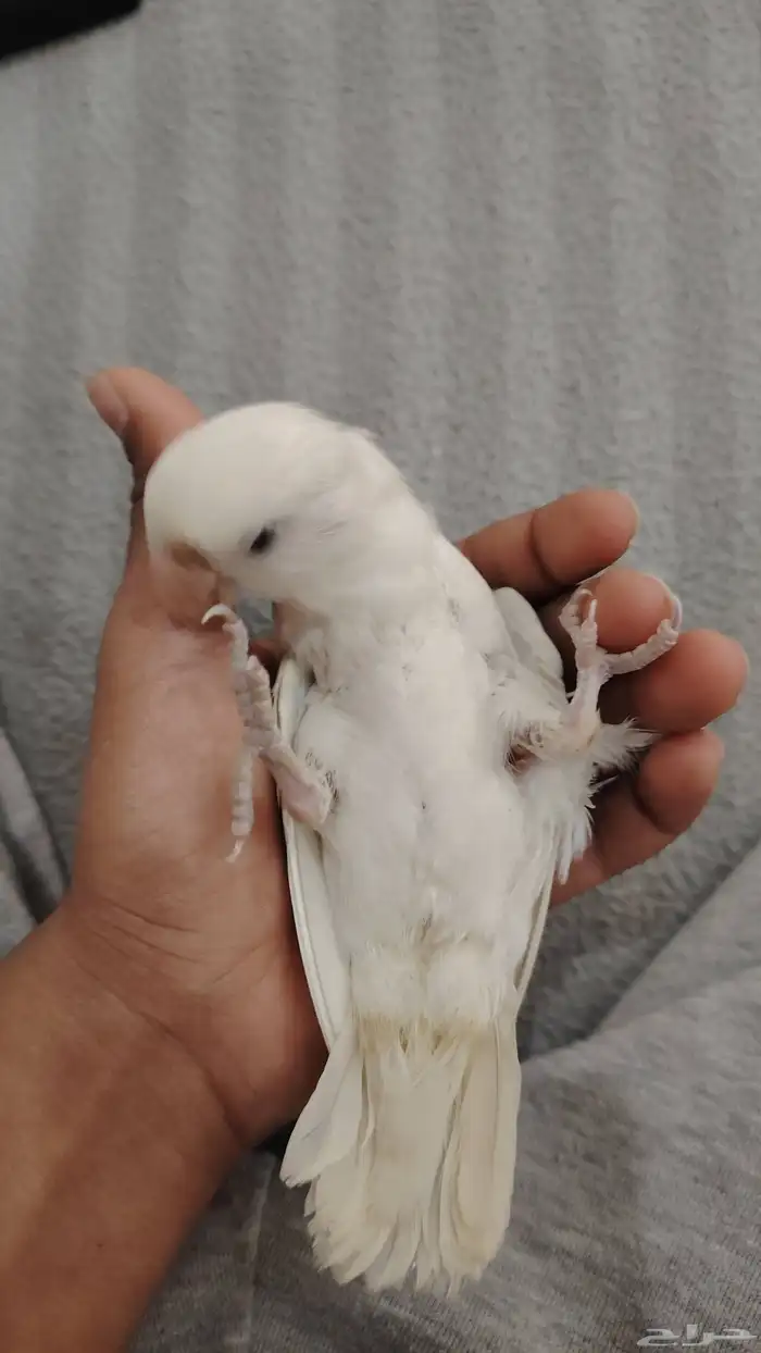 روز اليف باليد 7